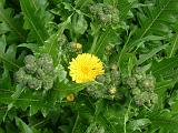 Sonchus Hierrensis (Canary Islands) 